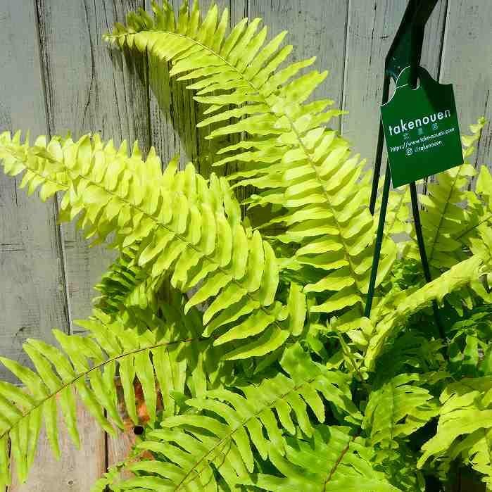 Amazon｜ネフロレピス ブロンド 5号吊り鉢 黄金葉 大株 観葉植物 シダ